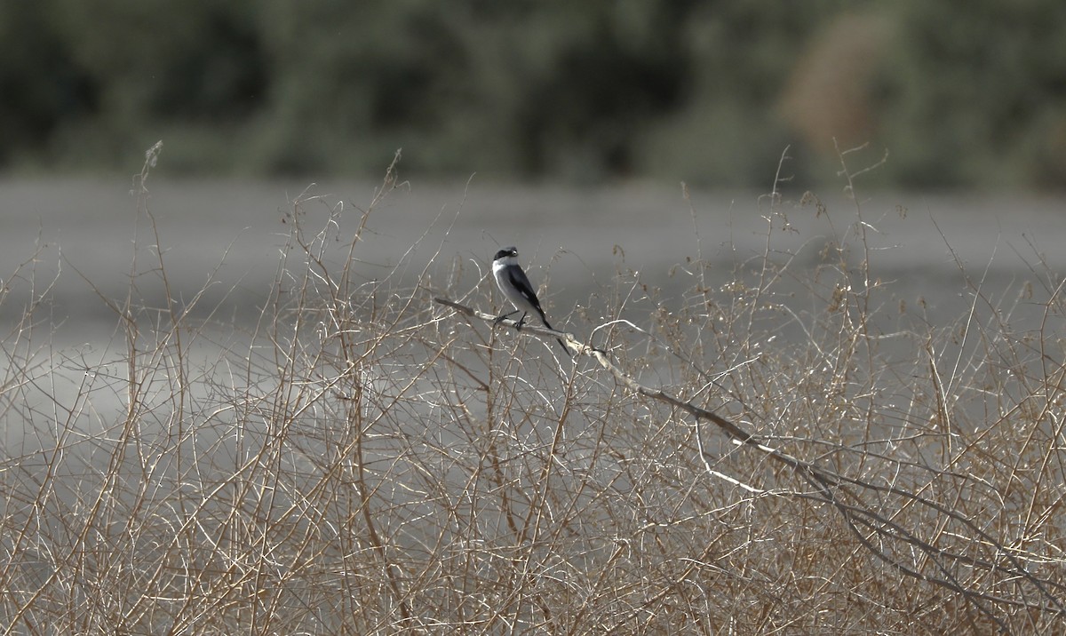 Loggerhead Shrike - ML616207121