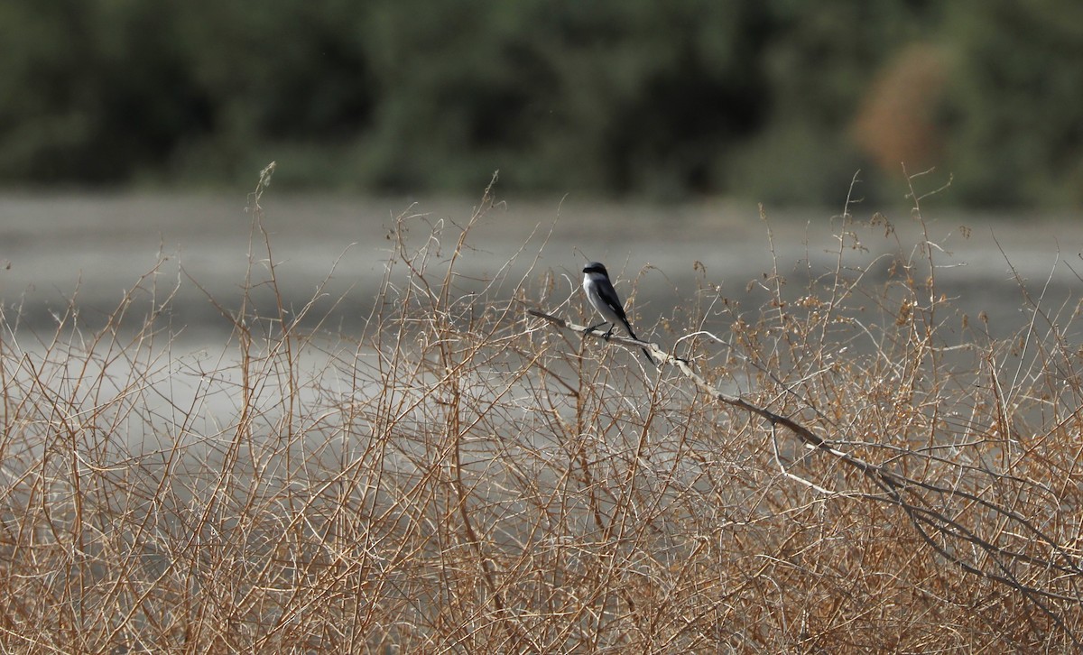 Loggerhead Shrike - Diane Eubanks