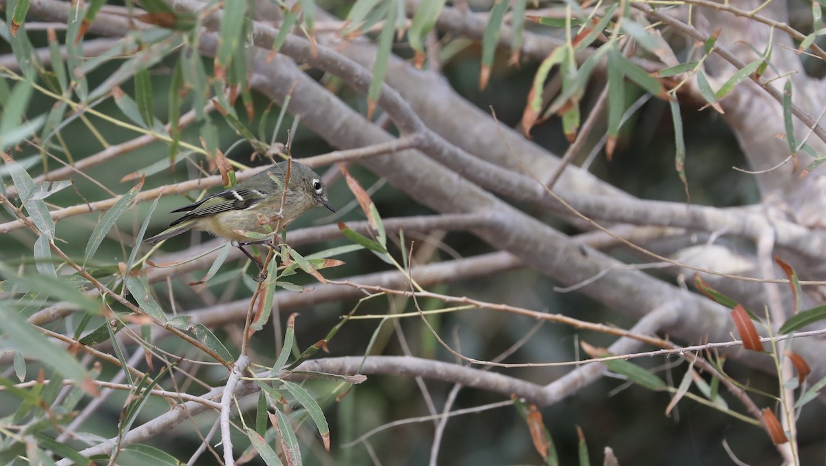 Ruby-crowned Kinglet - ML616207130