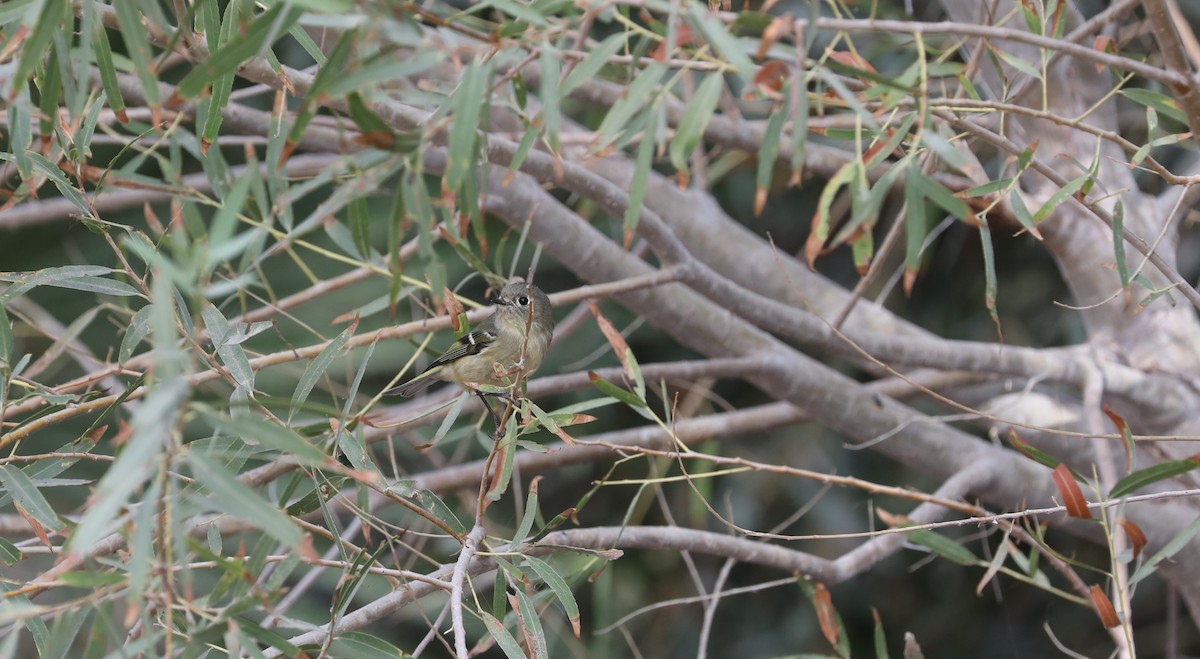 Ruby-crowned Kinglet - ML616207131