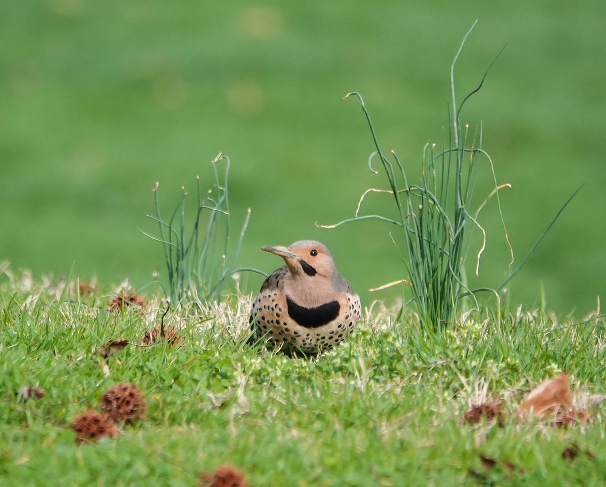 Northern Flicker - Dave Hart