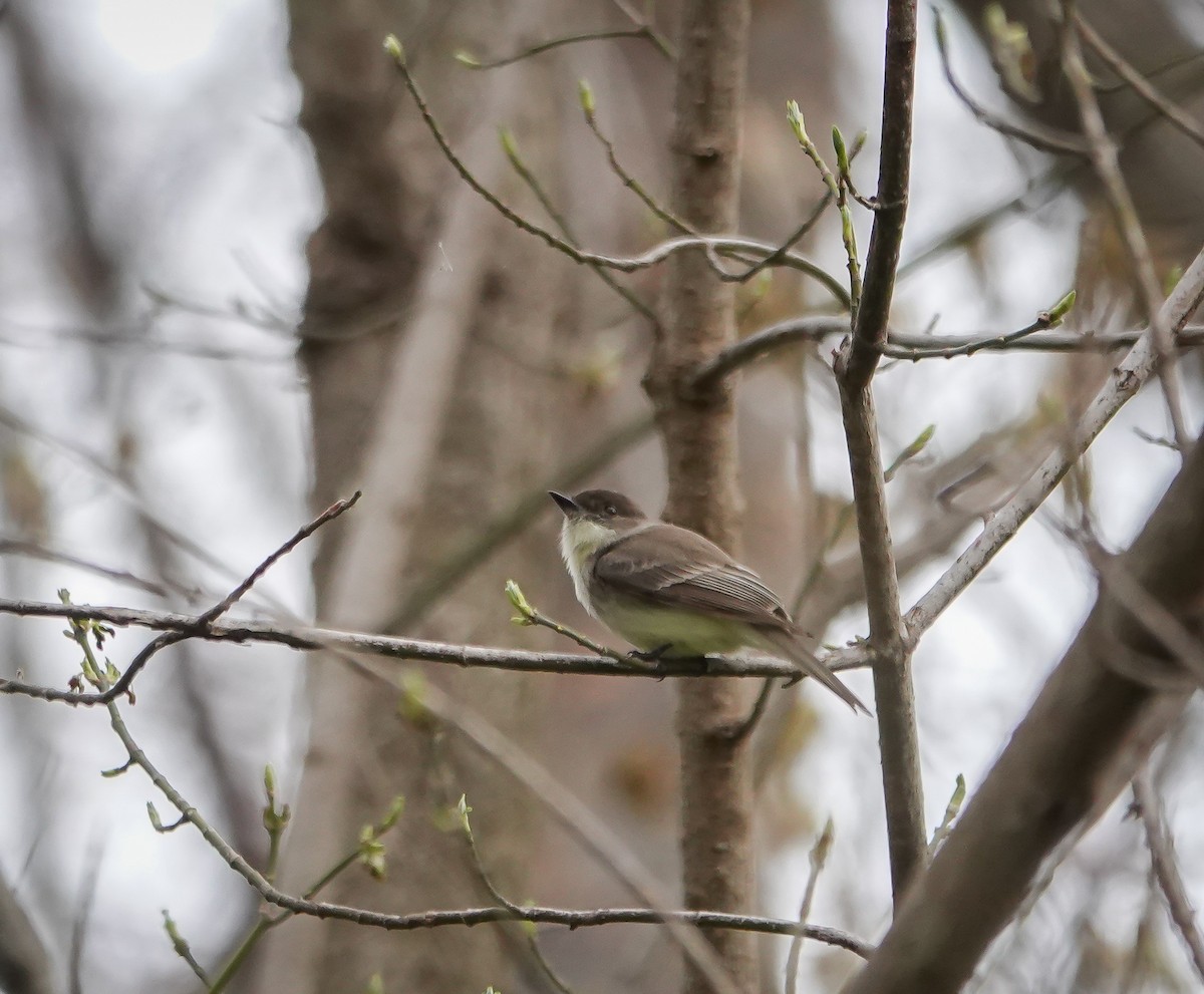 Светлобрюхий фиби - ML616207160