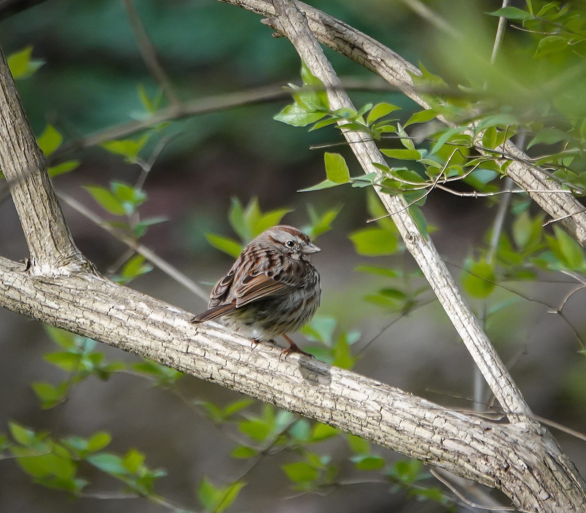 Певчая овсянка - ML616207180