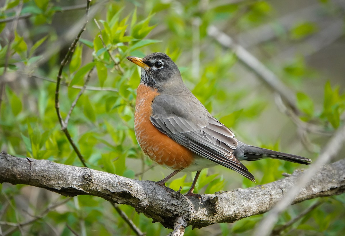 Странствующий дрозд - ML616207183