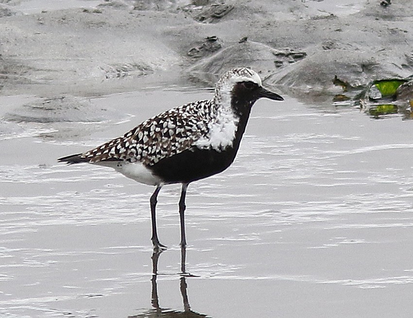 Black-bellied Plover - ML616207194