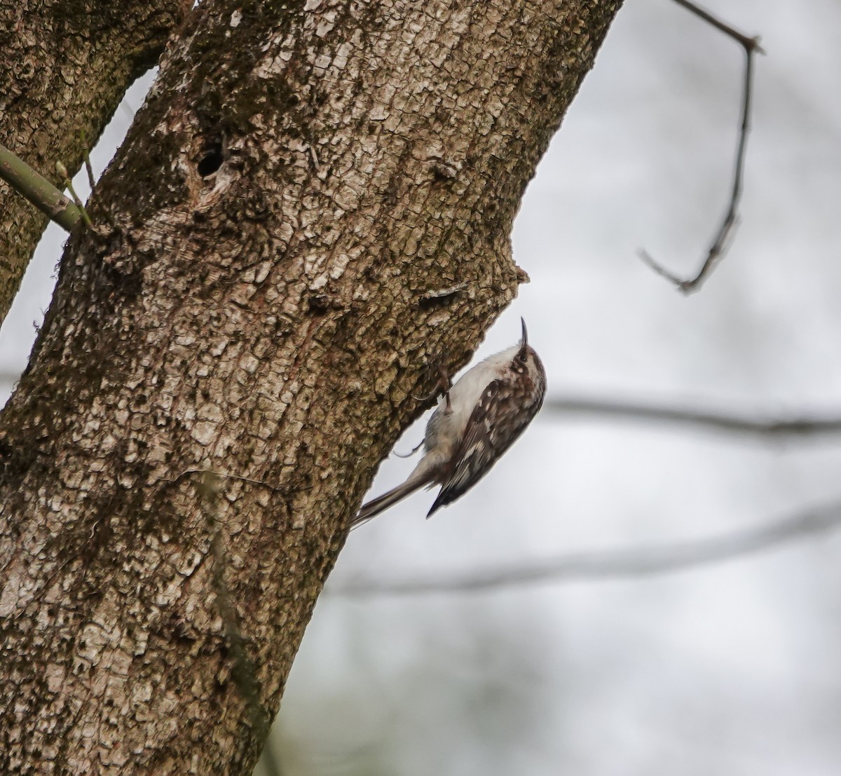 Американская пищуха - ML616207215