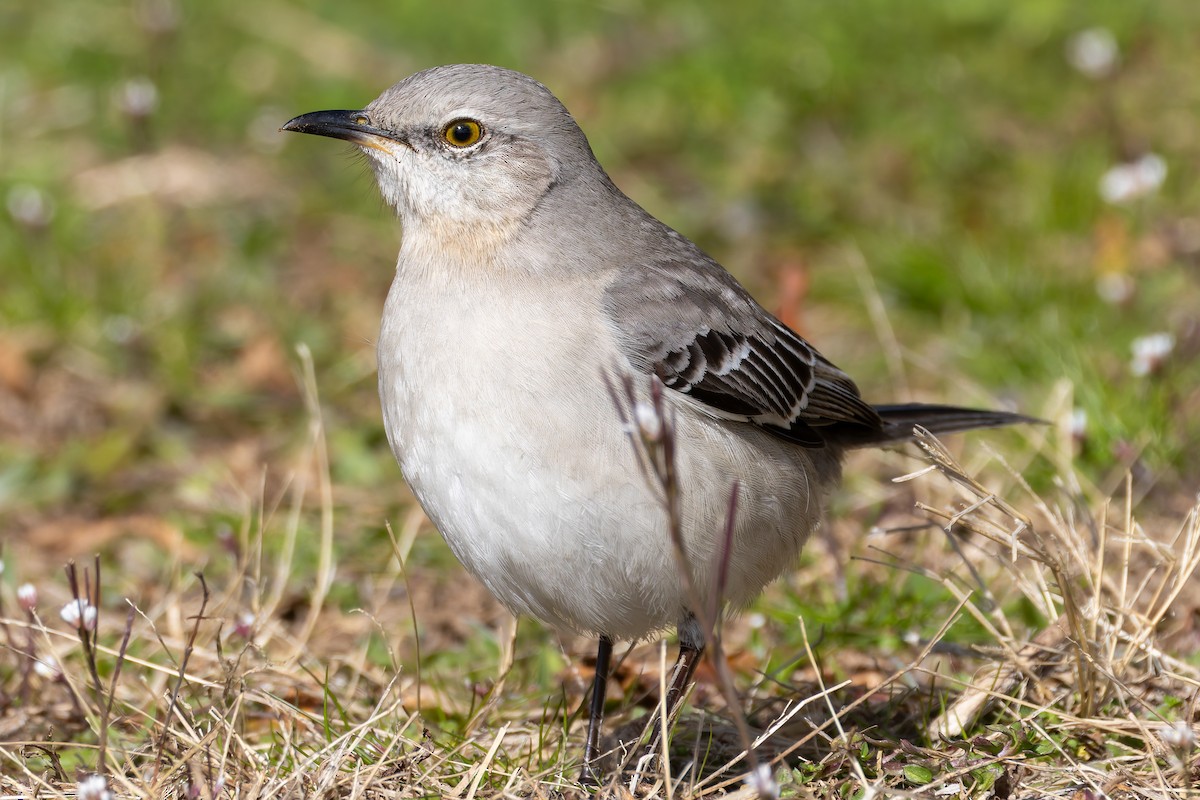 Northern Mockingbird - ML616207224