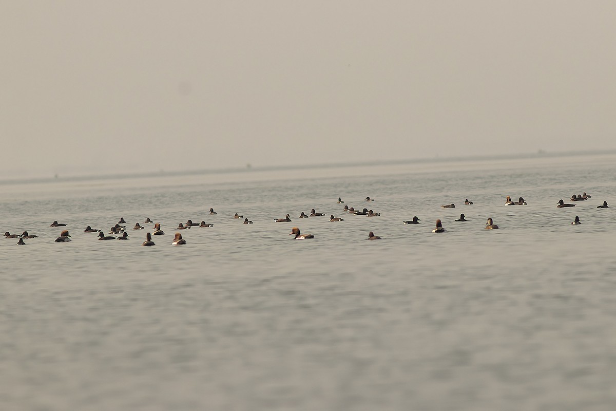 Ferruginous Duck - Samiran  Jha