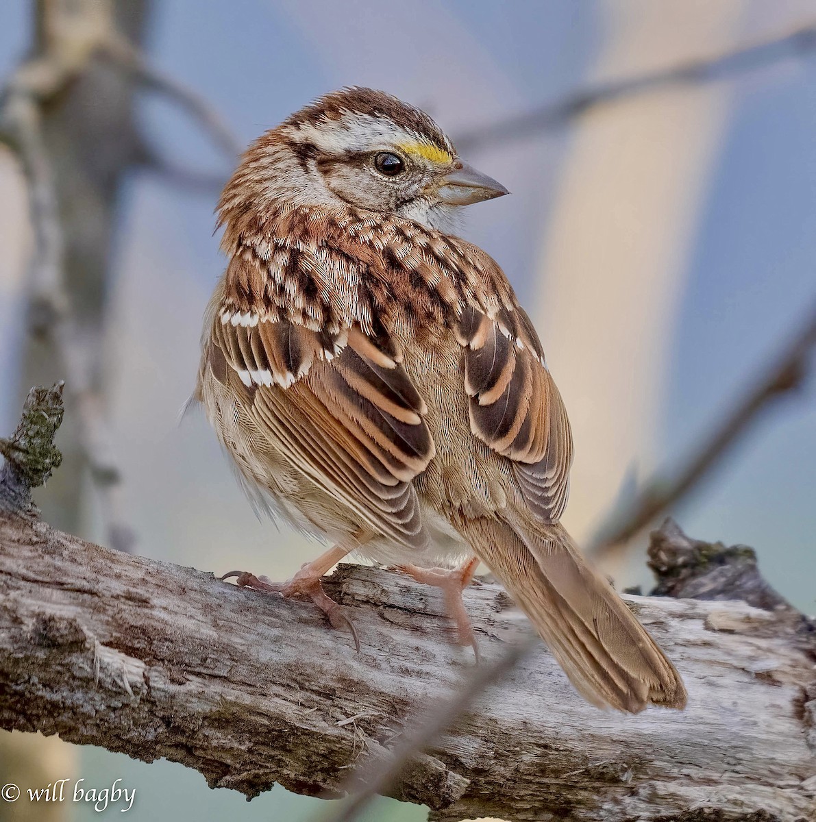 White-throated Sparrow - ML616207240