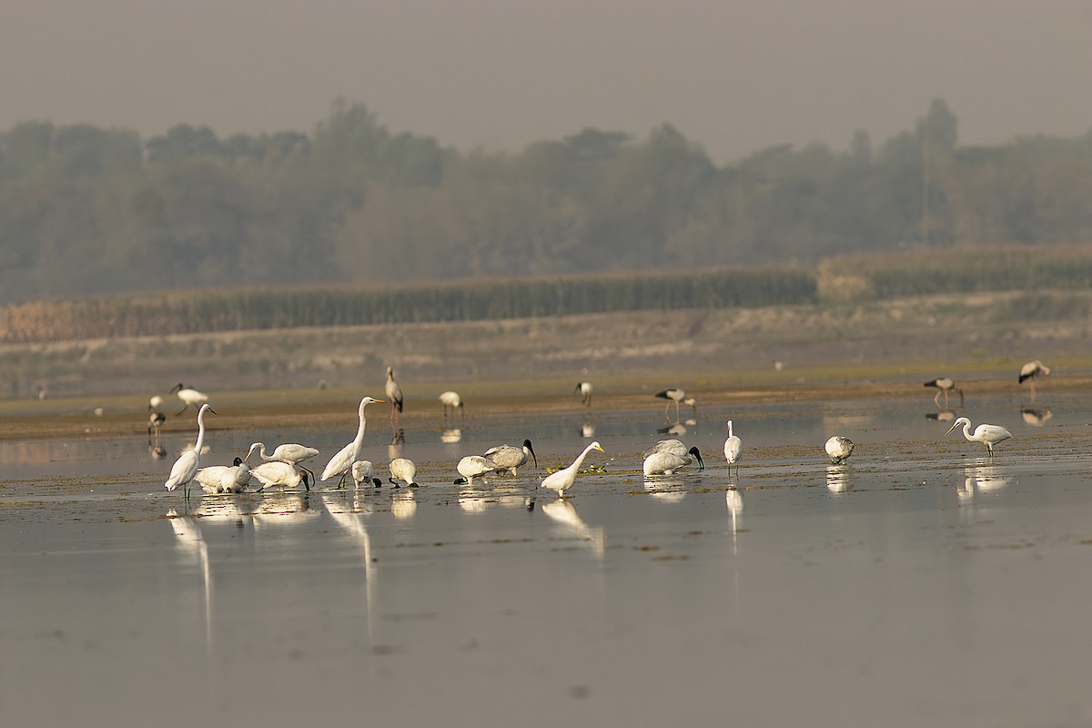 Great Egret - ML616207276