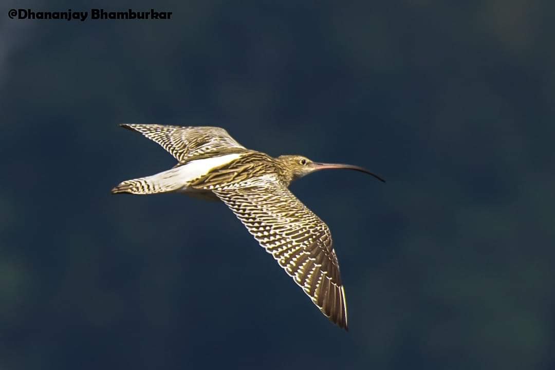 Eurasian Curlew - Dhananjay Bhamburkar