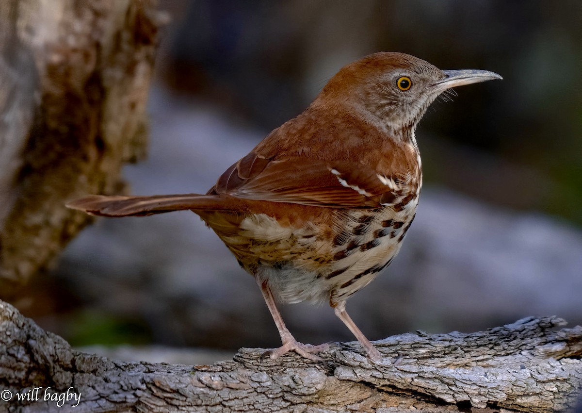 Brown Thrasher - ML616207371