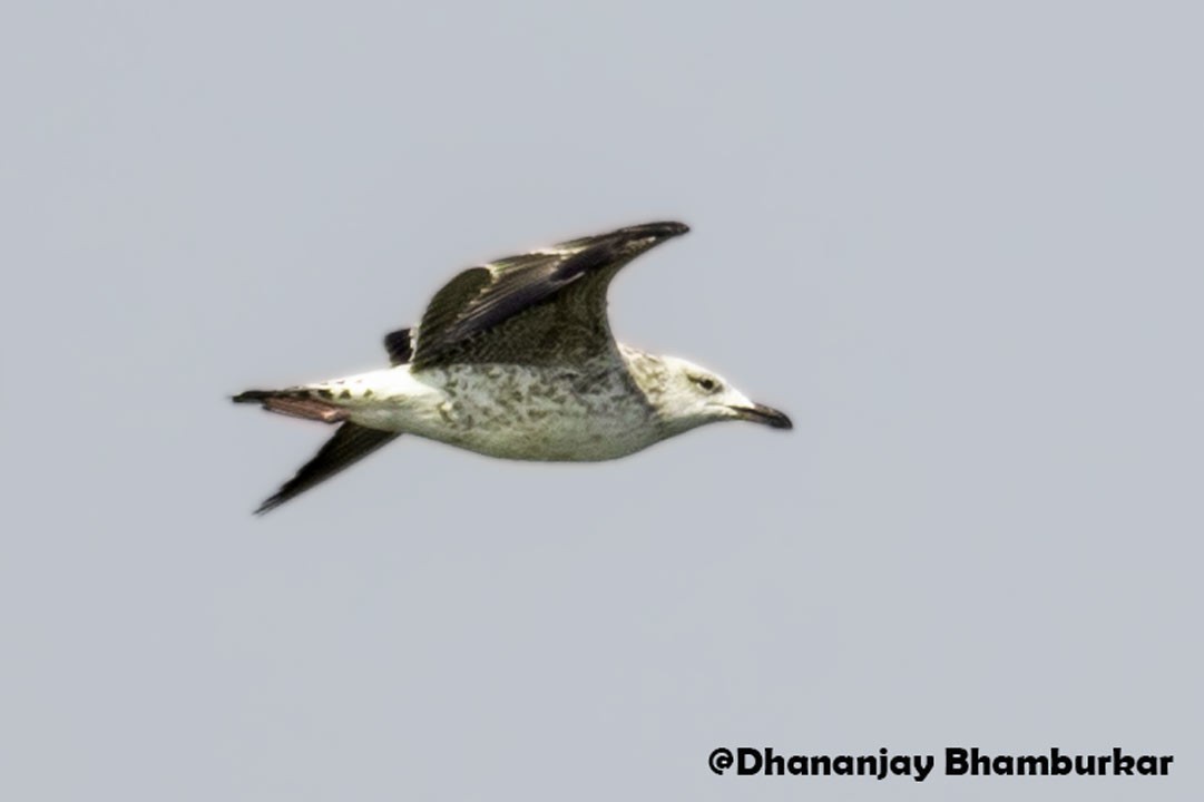 Lesser Black-backed Gull - ML616207398