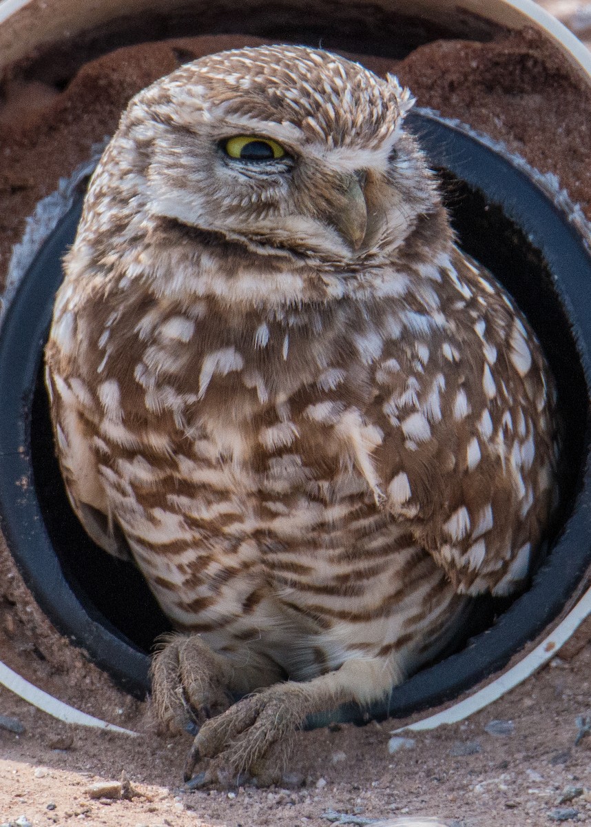 Burrowing Owl - ML616207466