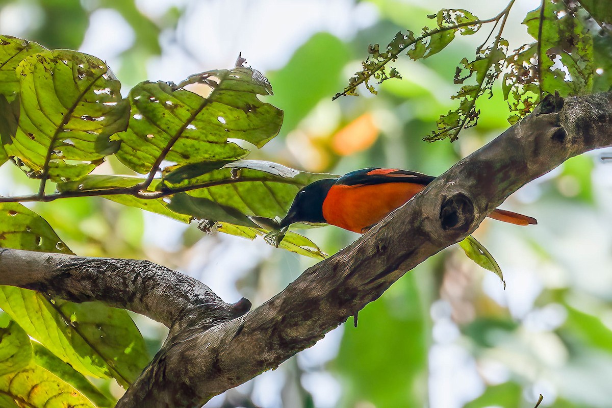 Minivet Naranja - ML616207534