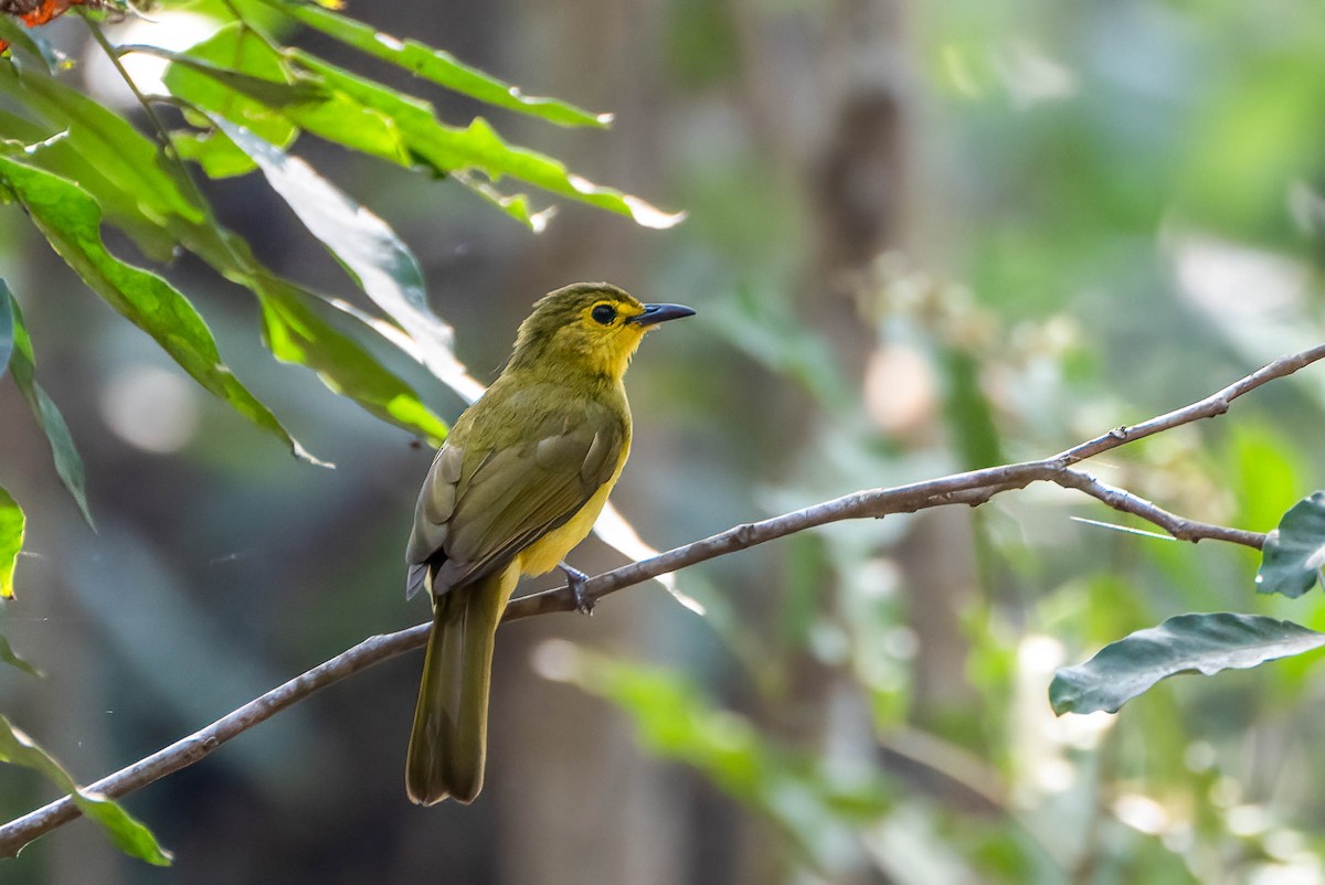 Bulbul Cejiamarillo - ML616207563