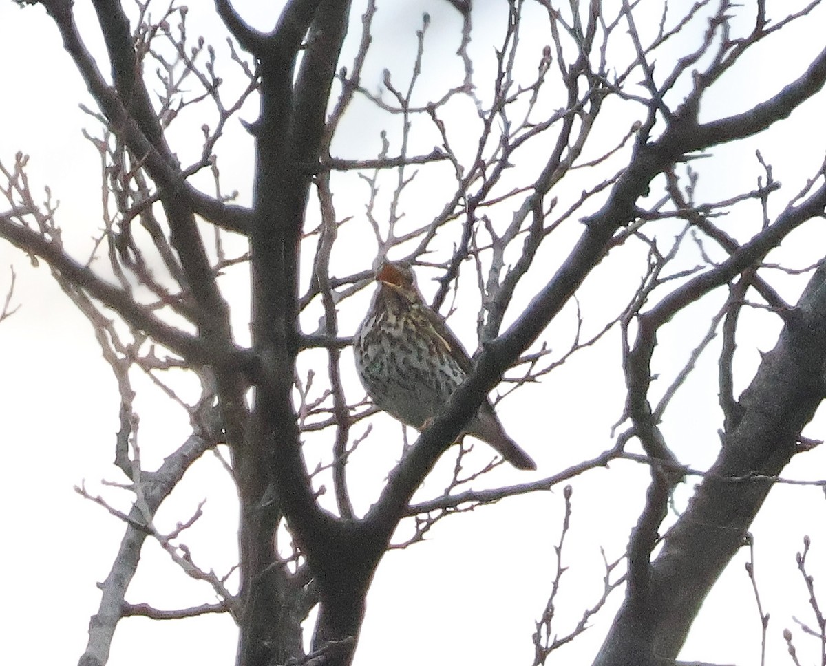 Song Thrush - ML616207585