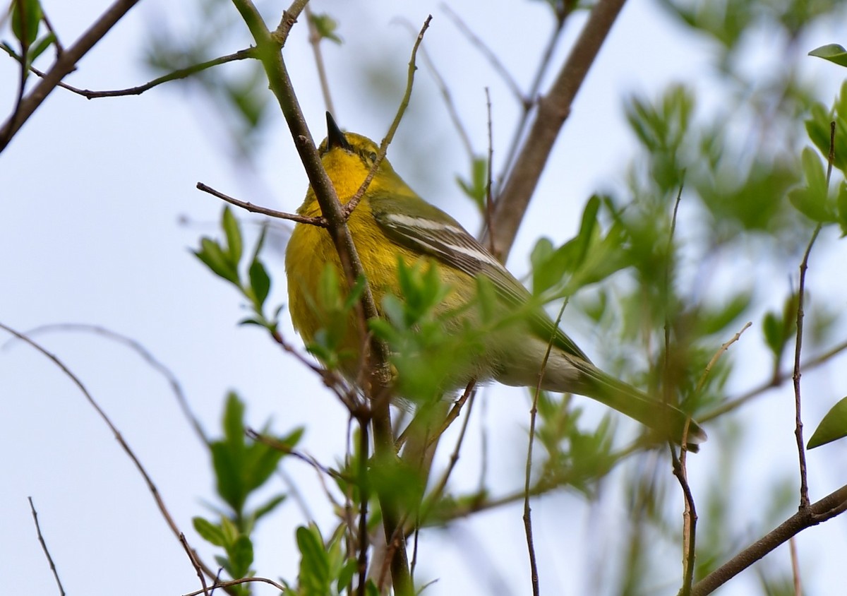 Pine Warbler - ML616207652