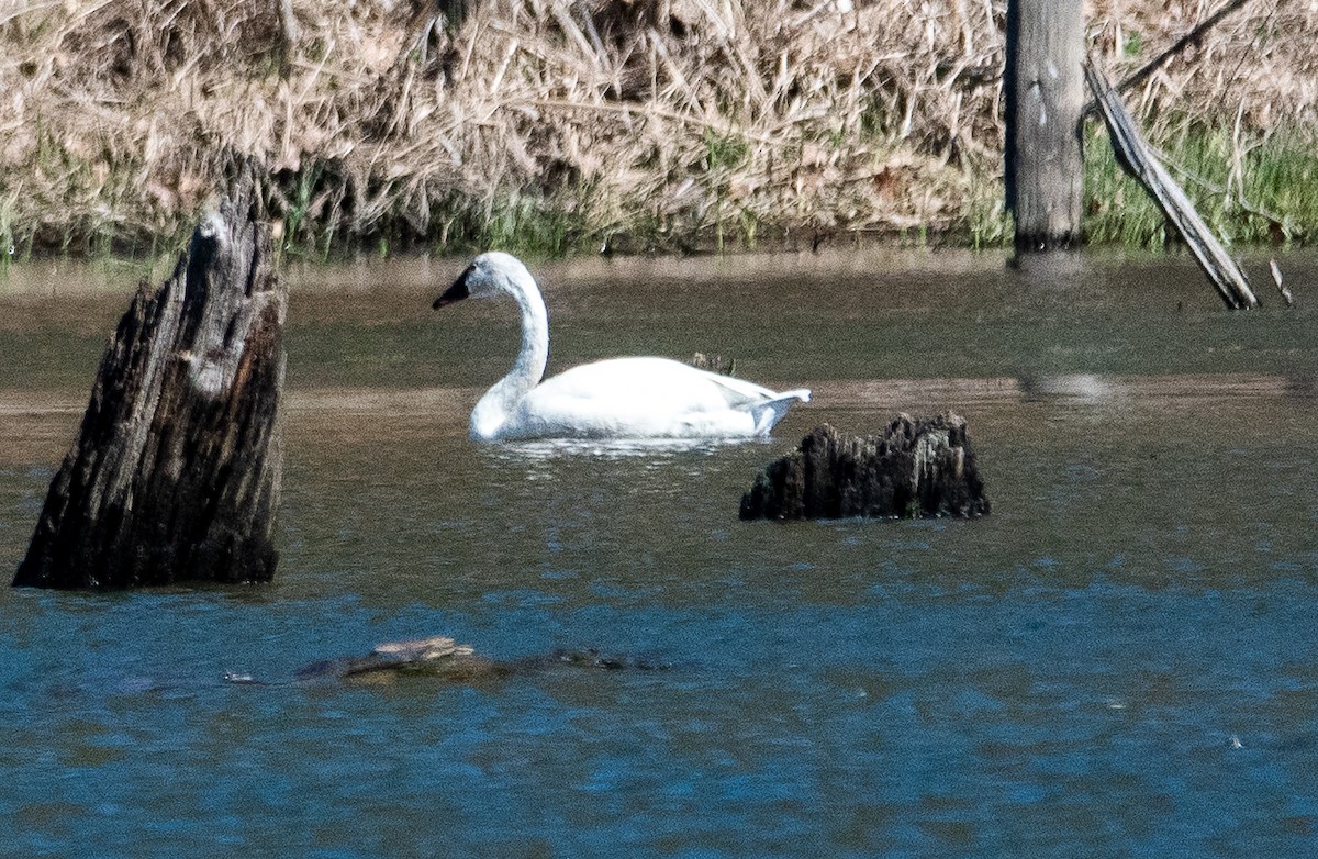 Tundra Swan - ML616207658