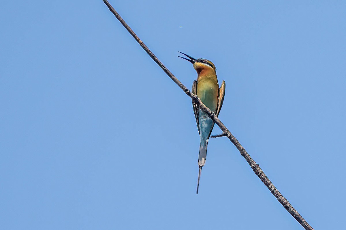 Blue-tailed Bee-eater - ML616207664