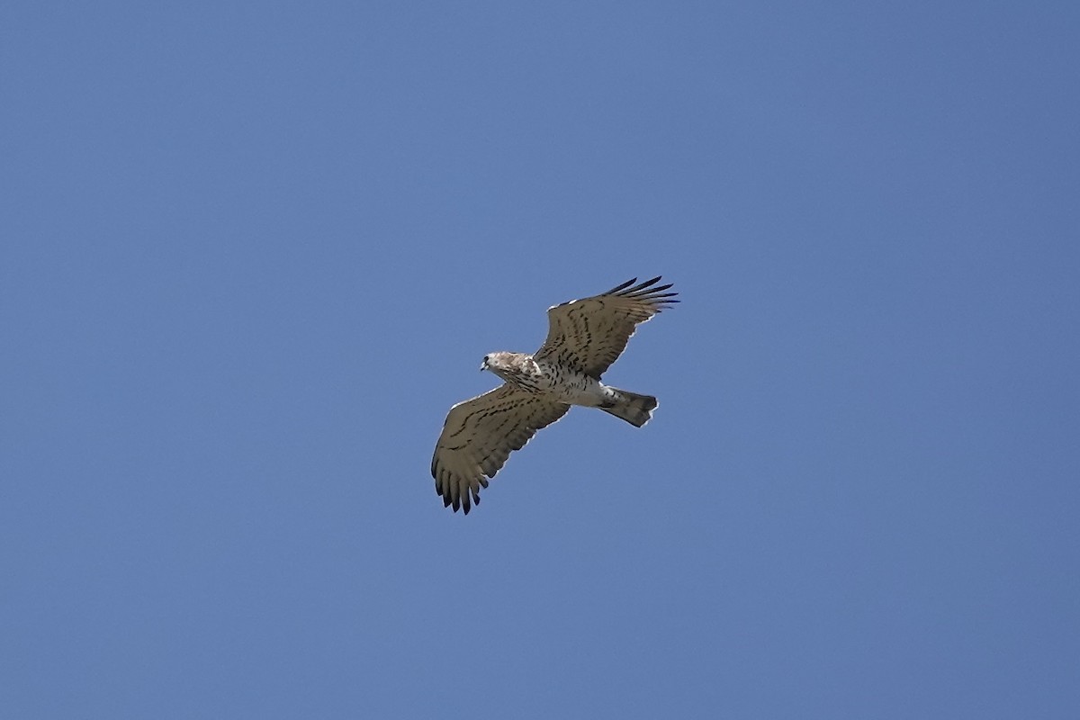 Short-toed Snake-Eagle - ML616207708