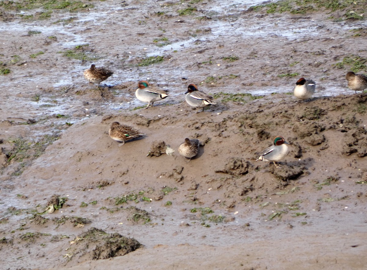 Green-winged Teal - ML616207709