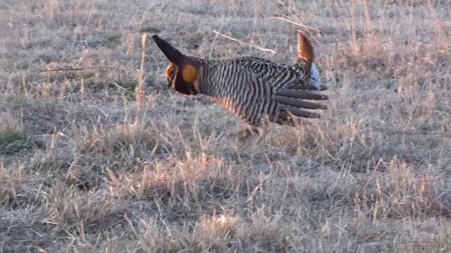 Greater Prairie-Chicken - ML616207723