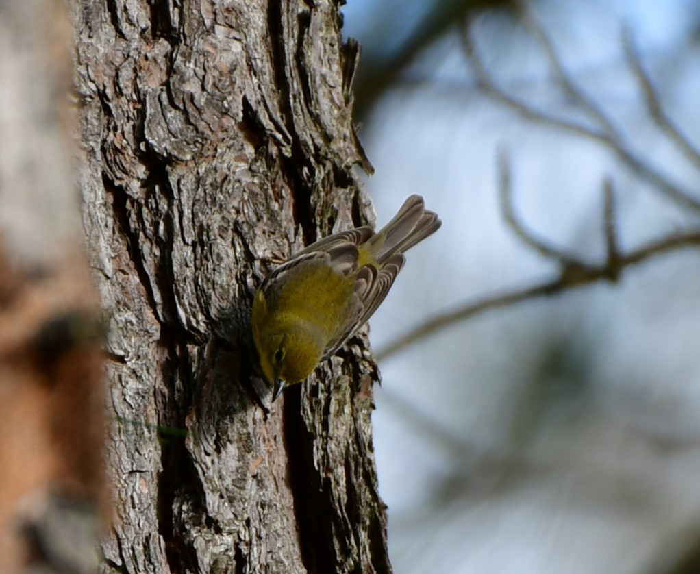 Pine Warbler - ML616207732