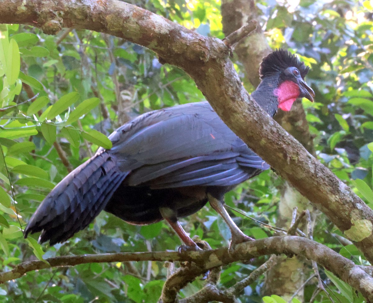 Crested Guan - ML616207741