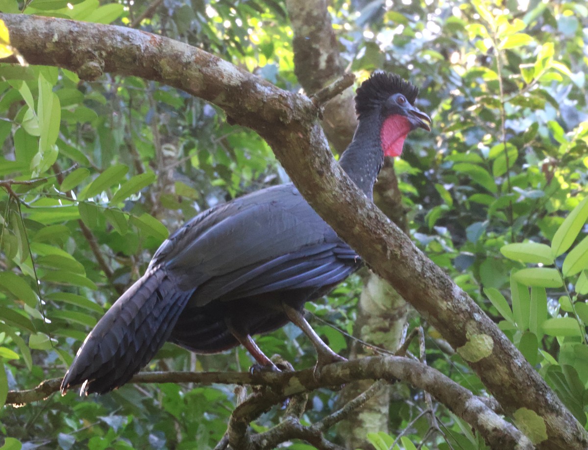 Crested Guan - ML616207742