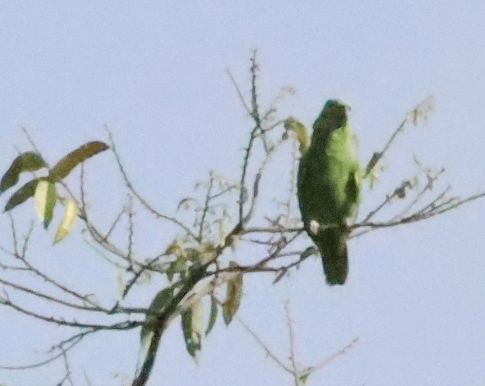 Mealy Parrot - ML616207769