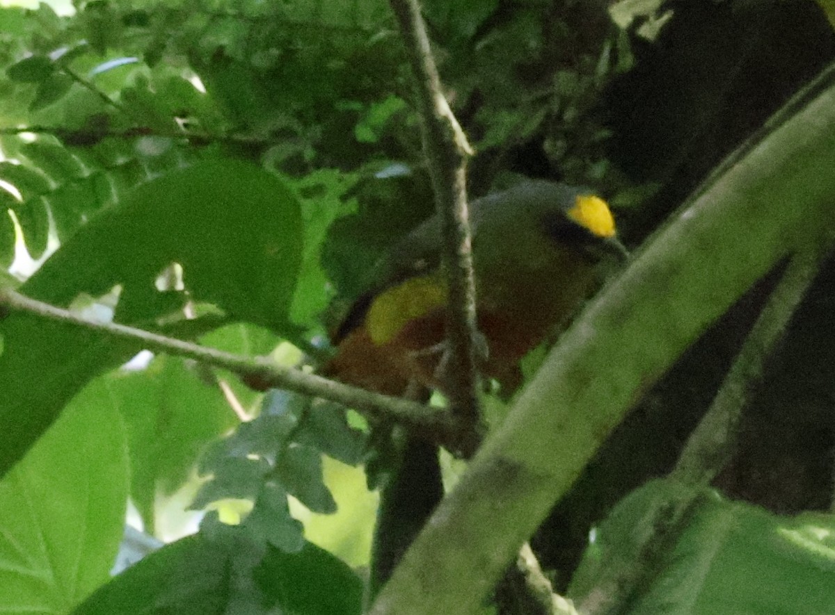 Olive-backed Euphonia - ML616207786