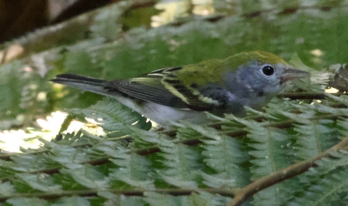 Chestnut-sided Warbler - ML616207793