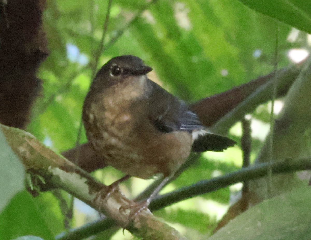 Buff-rumped Warbler - ML616207822