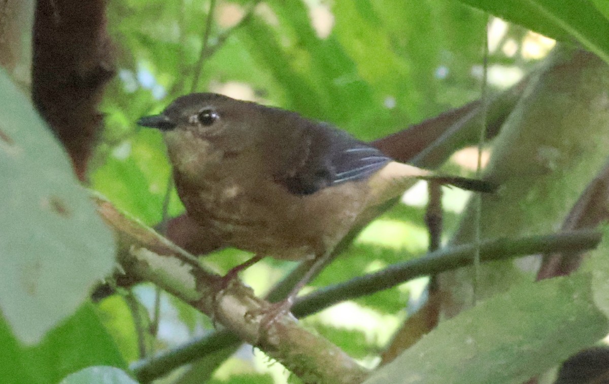 Buff-rumped Warbler - ML616207823