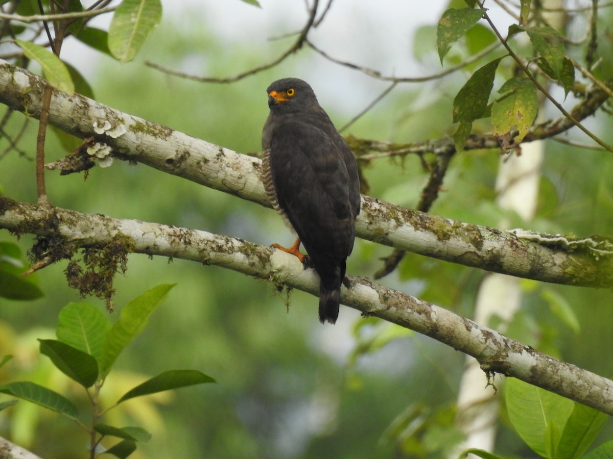 Roadside Hawk - ML616207825