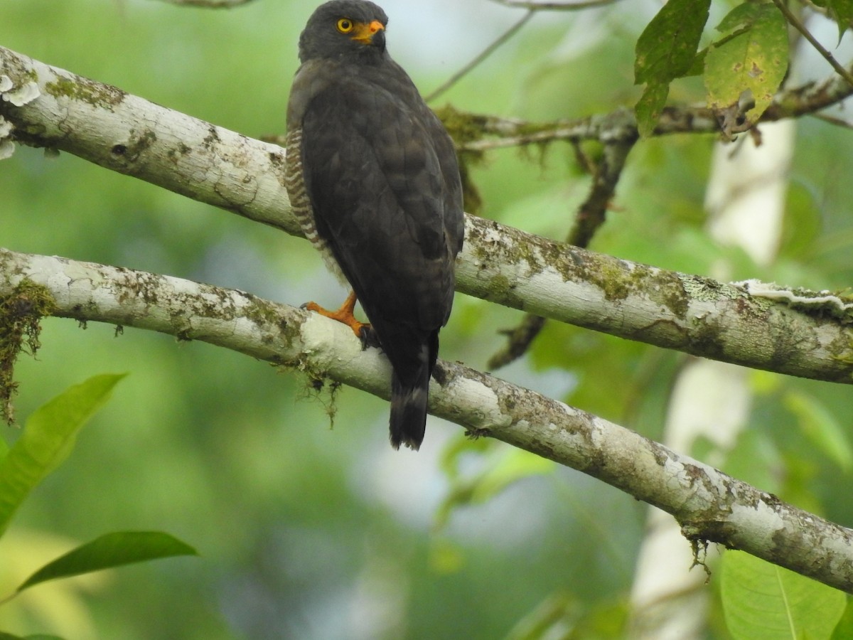 Roadside Hawk - ML616207826