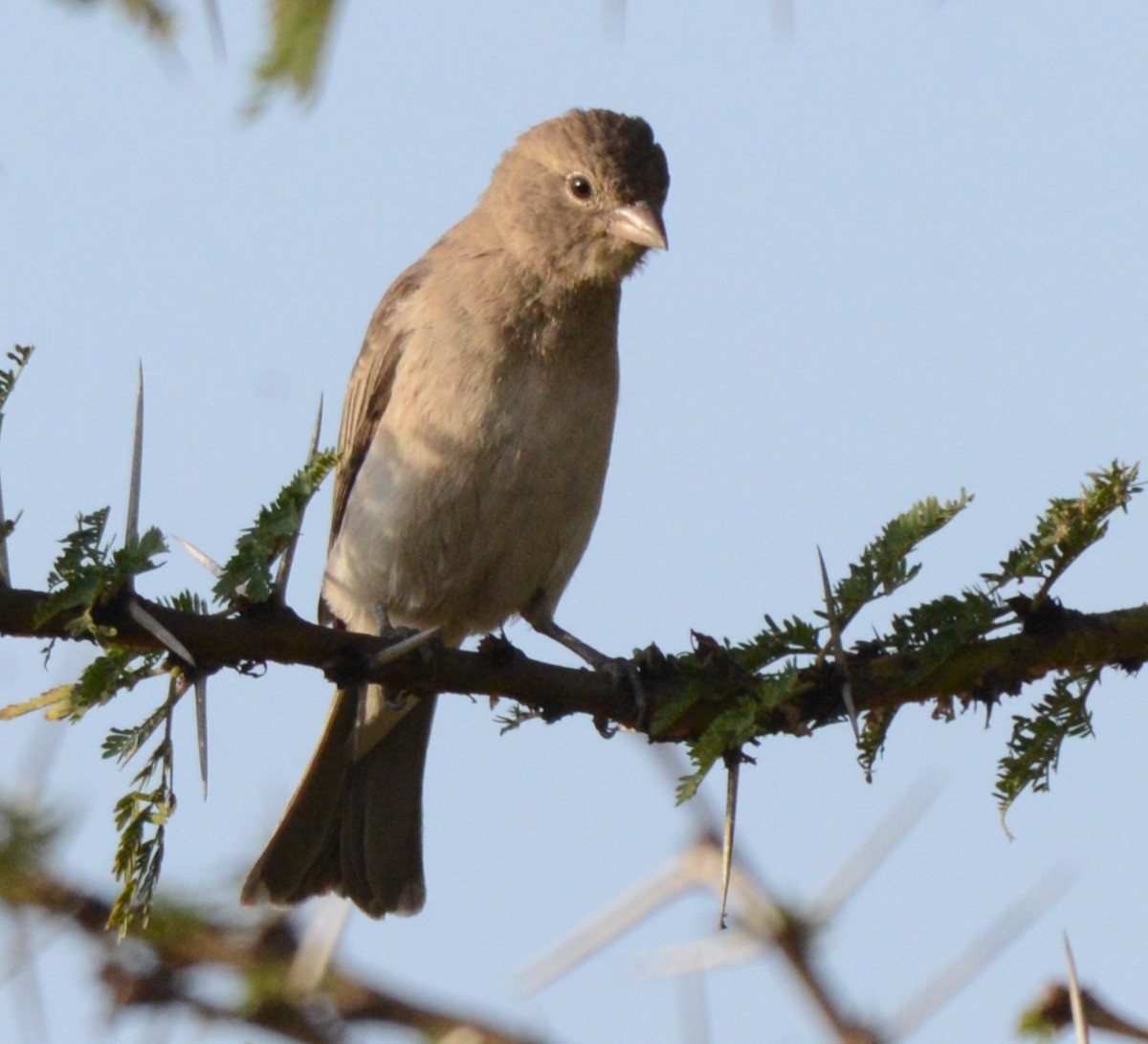 Yellow-spotted Bush Sparrow - ML616207857