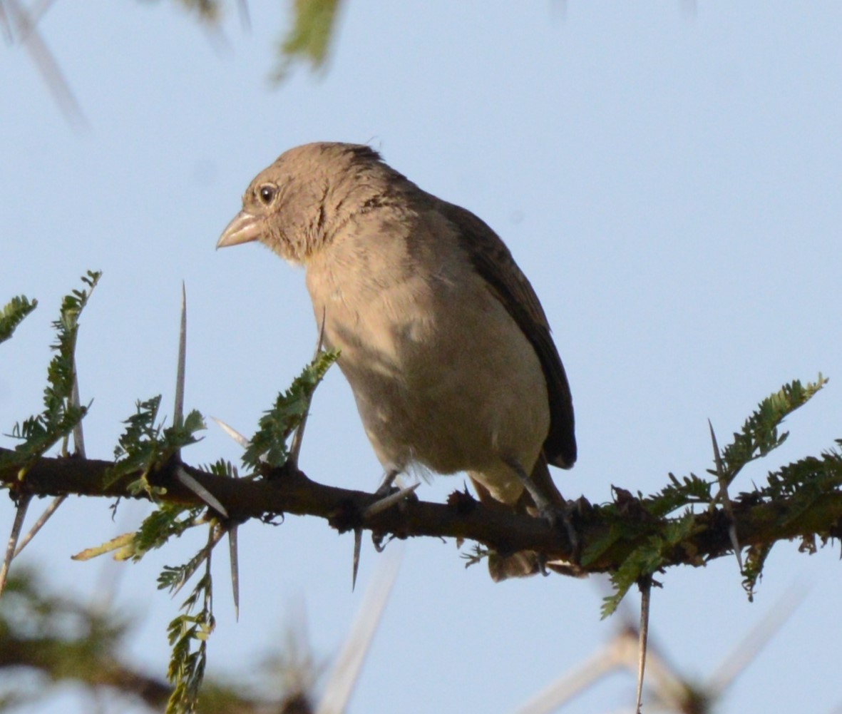 Yellow-spotted Bush Sparrow - ML616207858