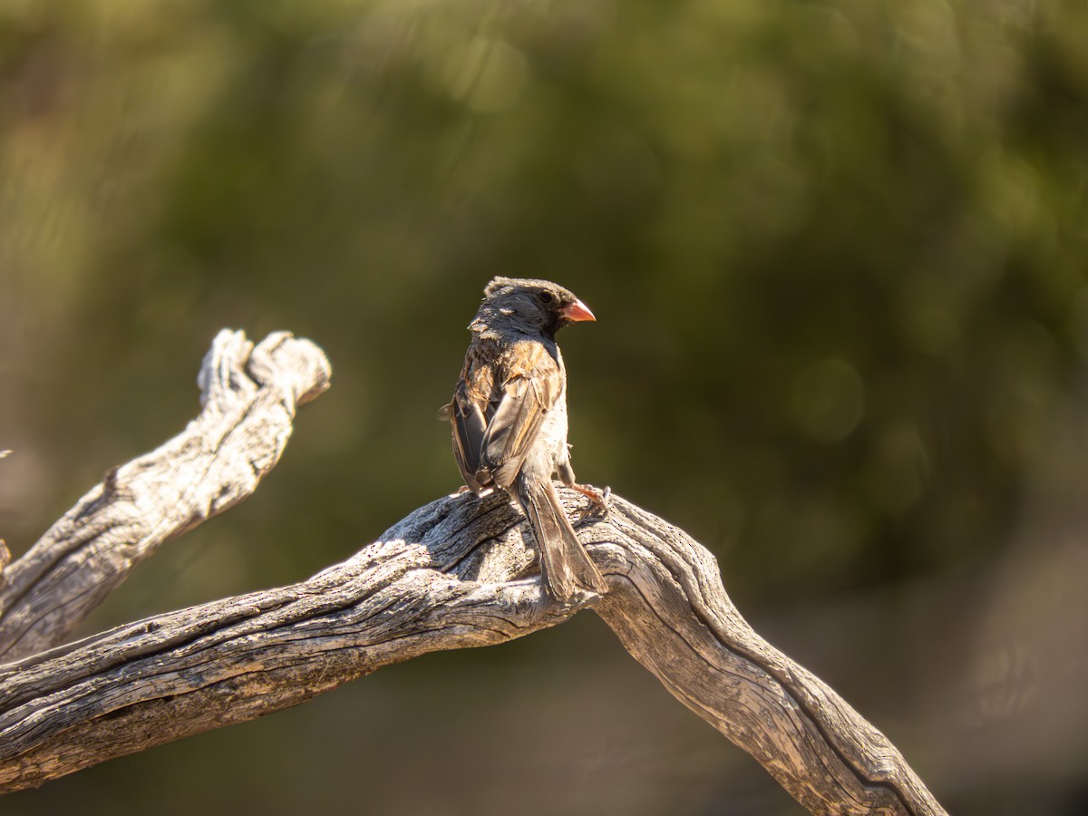 Black-chinned Sparrow - ML616207870