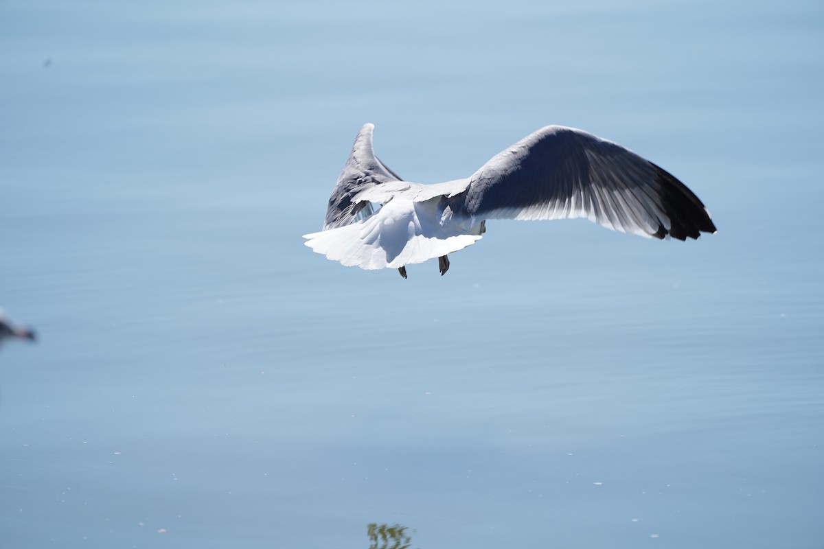 California Gull - Nolan Clements