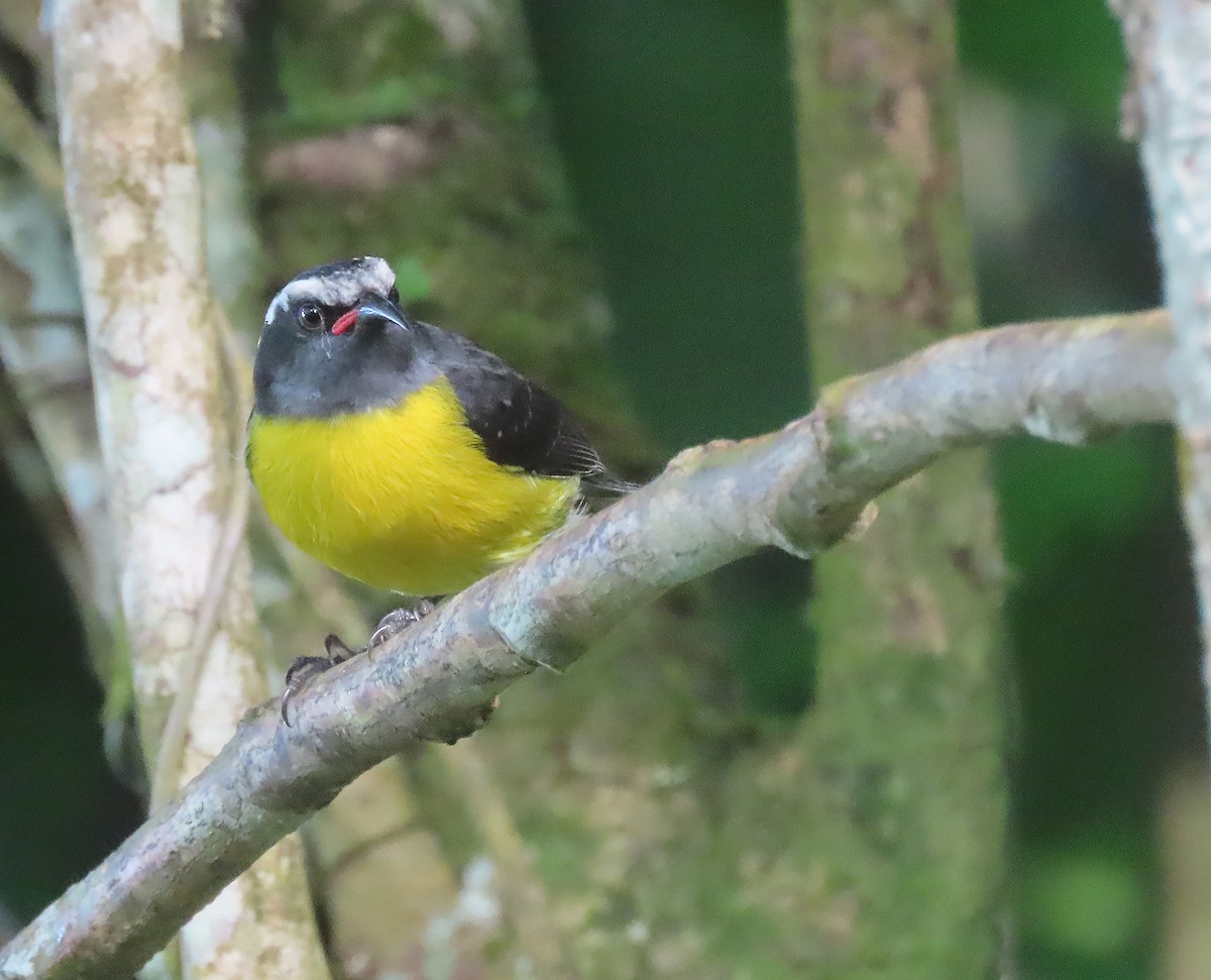 Sucrier à ventre jaune - ML616207875