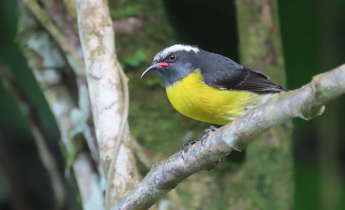 Bananaquit - ML616207879