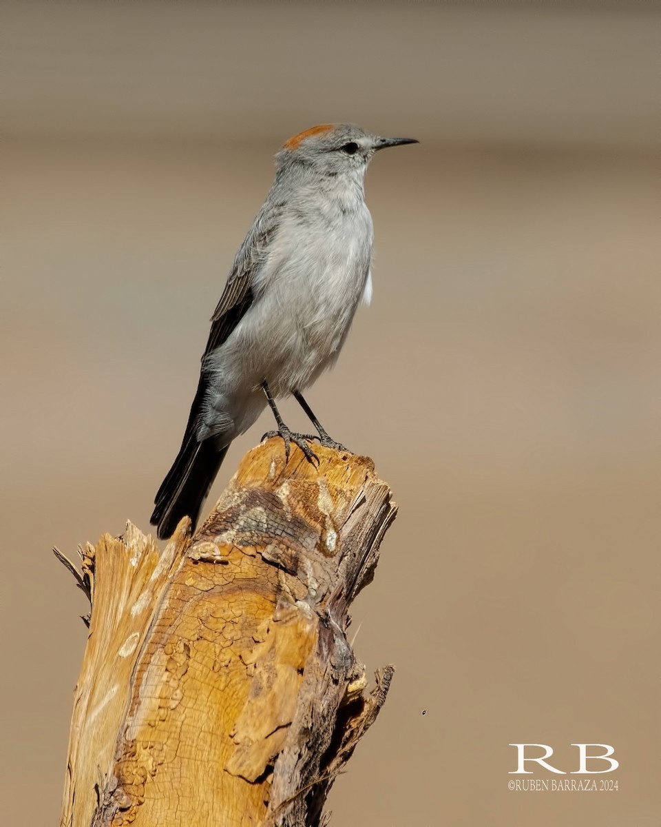 Rufous-naped Ground-Tyrant - ML616207901