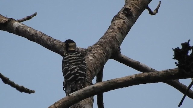 Fulvous-breasted Woodpecker - ML616207904