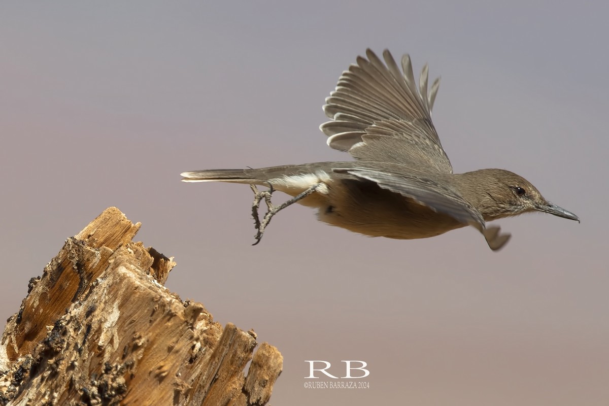 Black-billed Shrike-Tyrant - ML616207907