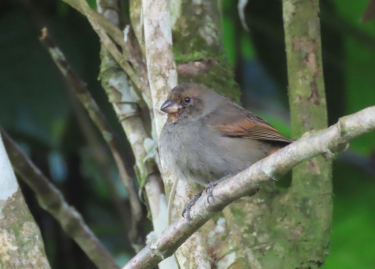 Lesser Antillean Bullfinch - ML616207913