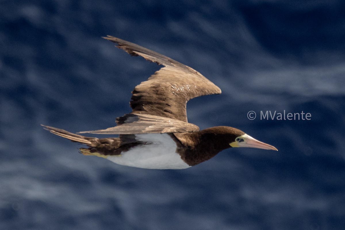 Brown Booby - ML616207916