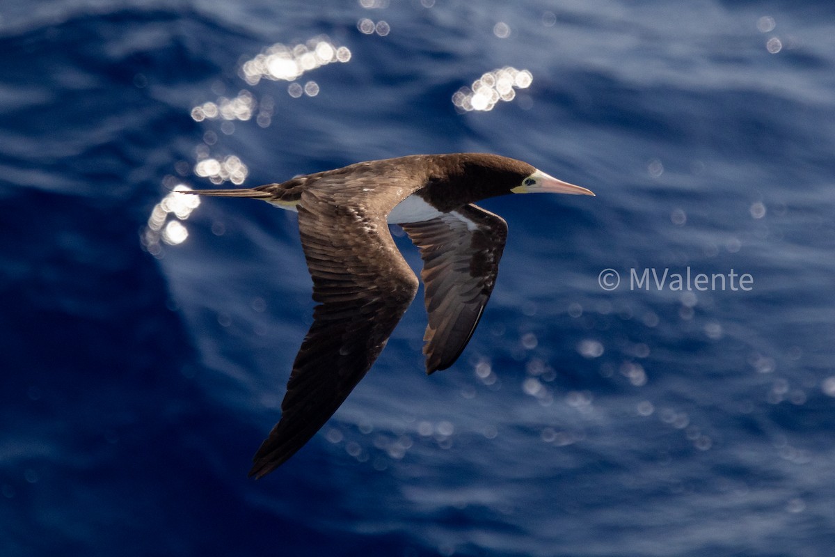 Brown Booby - ML616207917