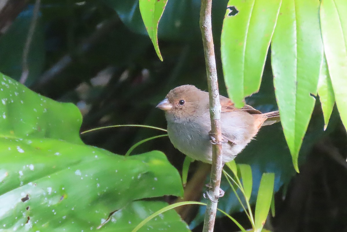 Lesser Antillean Bullfinch - ML616207921